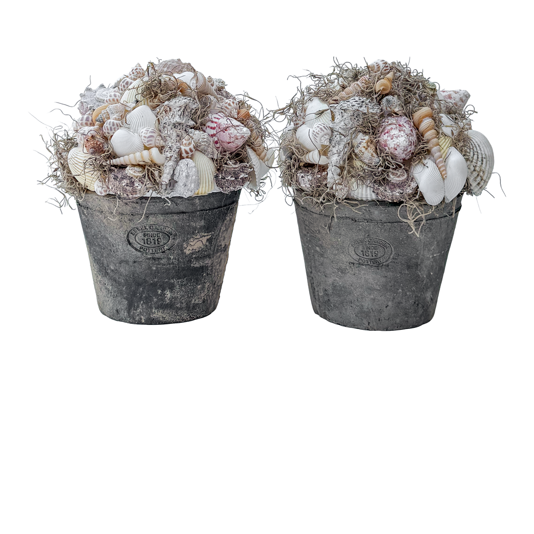 Halve Bol met Schelpen en Tillandsia Mos