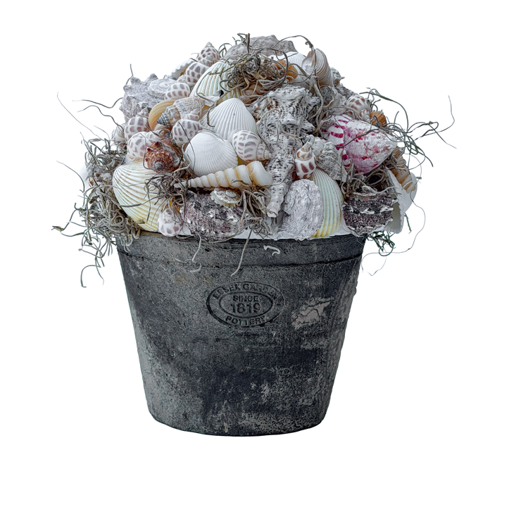 Halve Bol met Schelpen en Tillandsia Mos
