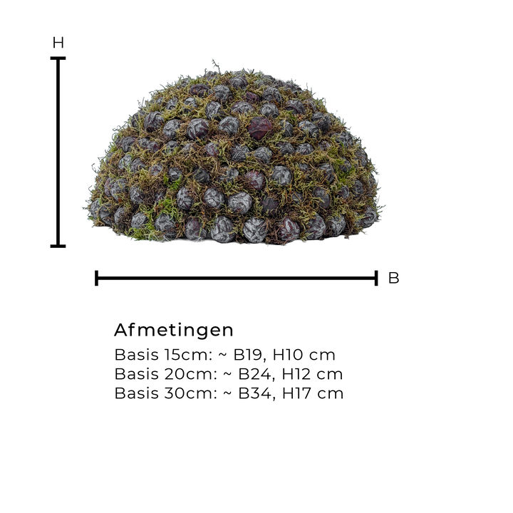 Halve Bol met Anijsfruit en Mos