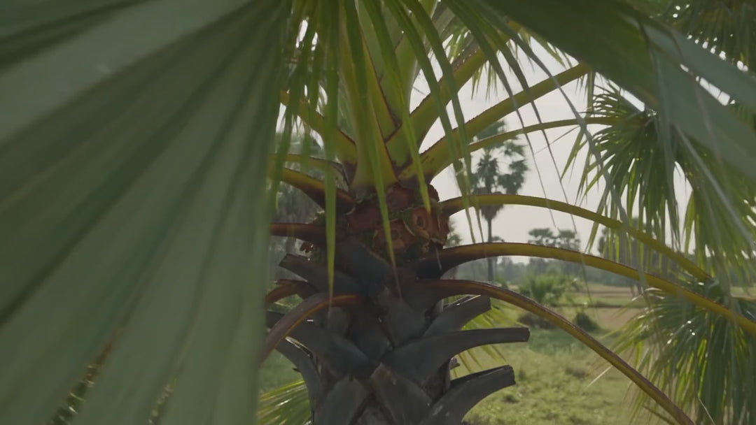 Wreath of Dried Palm Cups and Moss